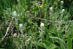 Helichrysum graveolens