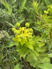 Euphorbia jolkinii