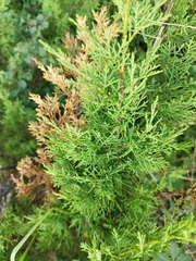Juniperus sabina