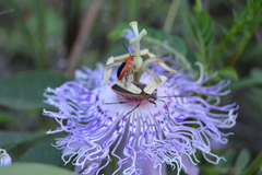 Disonycha discoidea