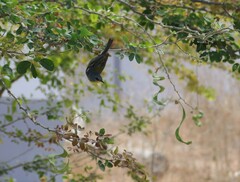 Setophaga pitiayumi insularis