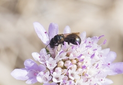 Ceratina cucurbitina