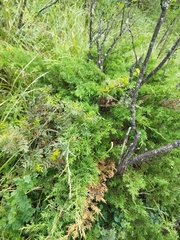 Juniperus sabina