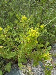 Euphorbia jolkinii