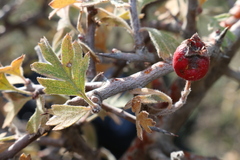 Crataegus laciniata