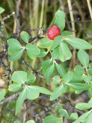 Lonicera microphylla