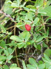 Lonicera microphylla