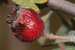 Crataegus laciniata