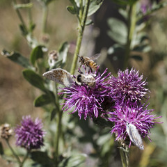 Bombus mesomelas