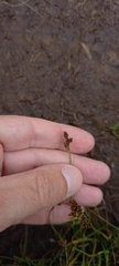 Carex lachenalii