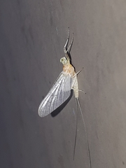 Maccaffertium terminatum