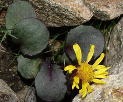 Senecio soldanella