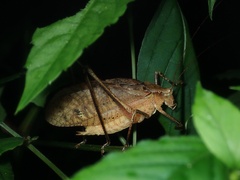 Mecopoda niponensis
