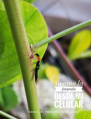 Paederus signaticornis