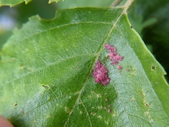 Acalitus longisetosus