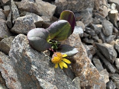 Senecio soldanella