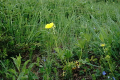 Potentilla umbrosa