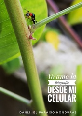 Paederus signaticornis