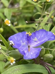 Toxomerus marginatus