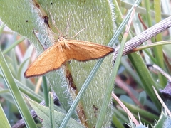 Idaea flaveolaria