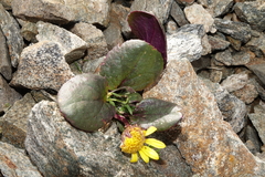 Senecio soldanella