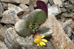 Senecio soldanella