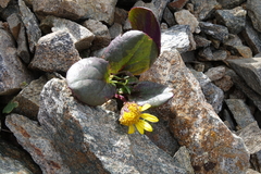 Senecio soldanella