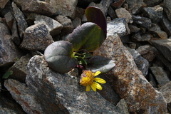 Senecio soldanella
