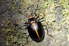 Ellipticus atripennis
