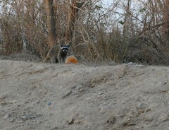 Procyon lotor insularis