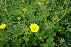 Potentilla umbrosa