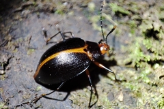 Ellipticus atripennis