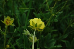 Potentilla umbrosa