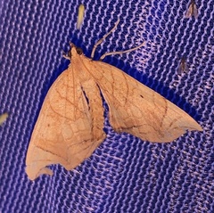 Eulithis diversilineata