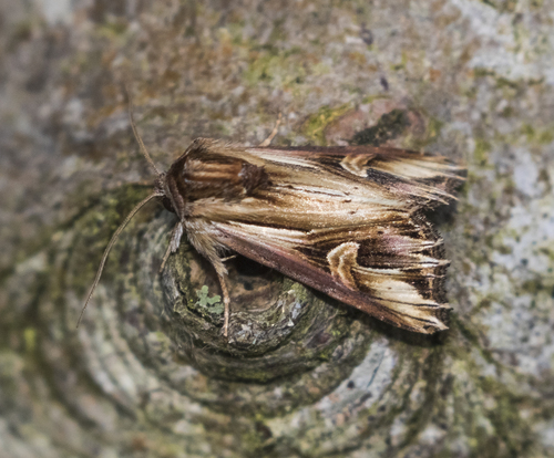 Actinotia polyodon