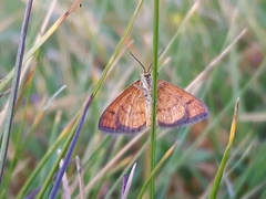 Idaea flaveolaria