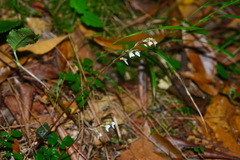 Odontochilus yakushimensis