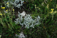 Sideritis catillaris