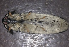 Tetralobus flabellicornis