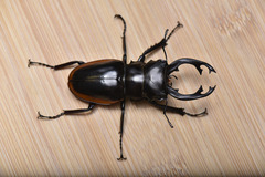 Odontolabis cuvera sinensis