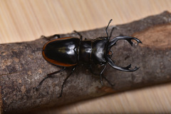 Odontolabis cuvera sinensis