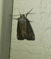 Condica egestis