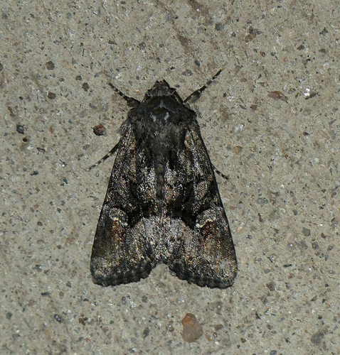 Relic Dune and Burgess' Apamea Moths photo 3