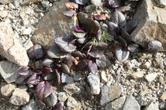 Senecio soldanella