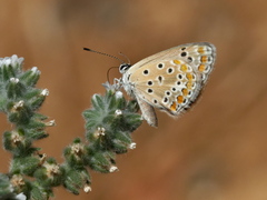 Polyommatus celina