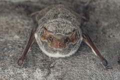 Taphozous mauritianus