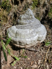 Fomes fomentarius image