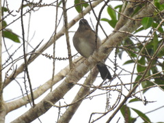 Turdus ignobilis