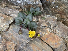Senecio soldanella