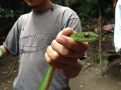 Drymobius chloroticus